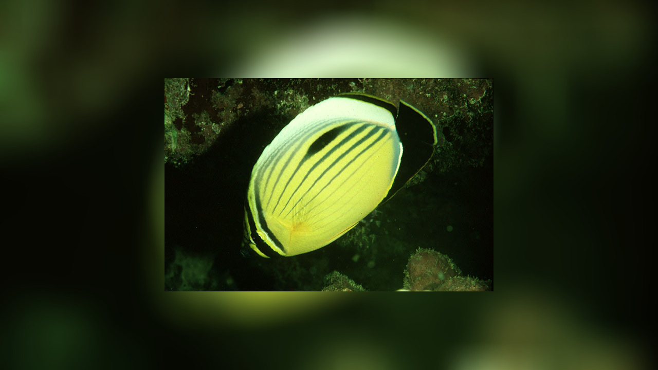 Chaetodon austriacus Blacktail butterflyfish