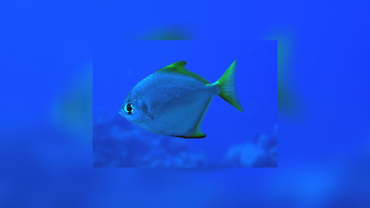 Monodactylus argenteus Butter Bream, ButterBream, Butterfish, Butter