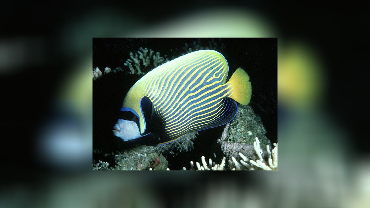 Pomacanthus imperator ImperatorKaiserfisch