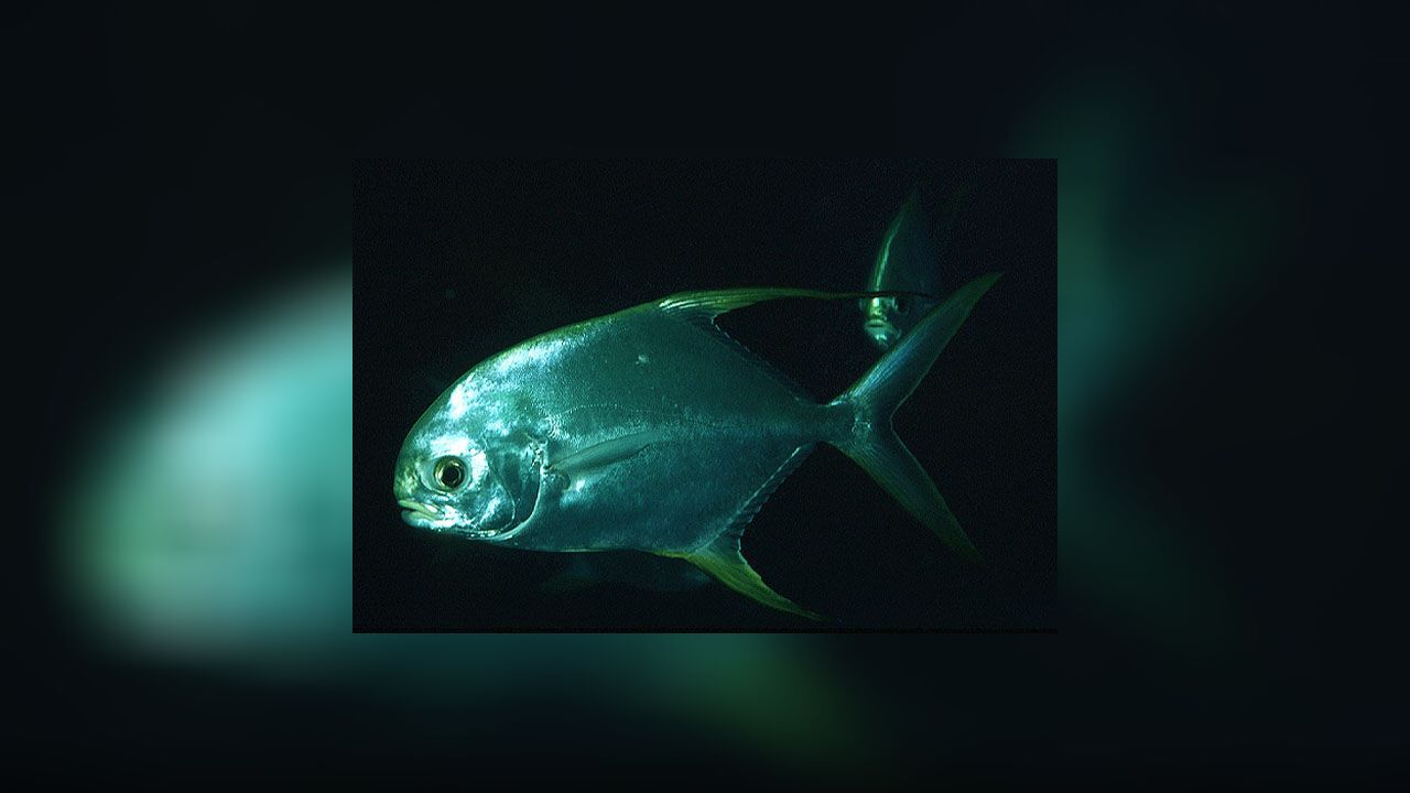 Trachinotus blochii Kurz oder StumpfnasenMakrele