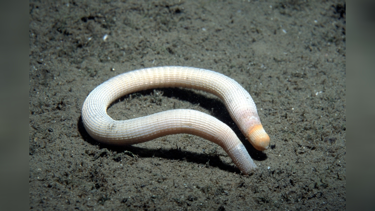 Sipunculus (Sipunculus) nudus Gemeiner Spritzwurm