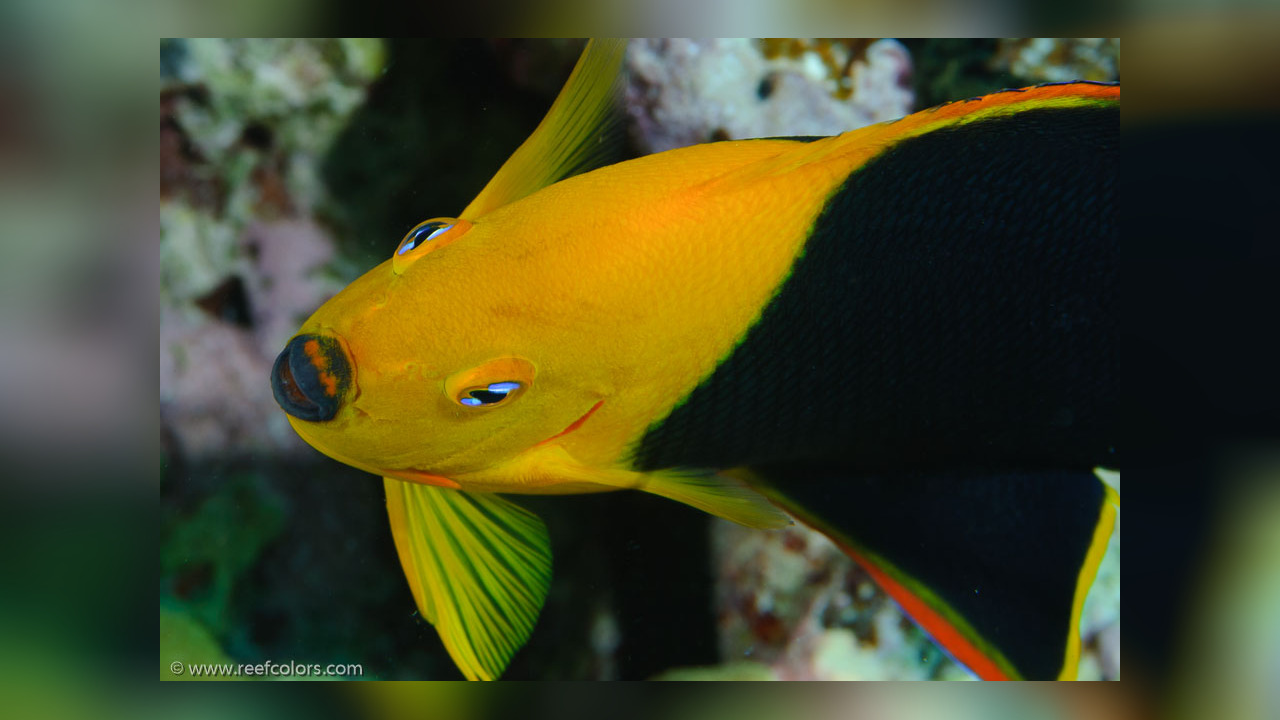 Holacanthus tricolor Felsenschönheit