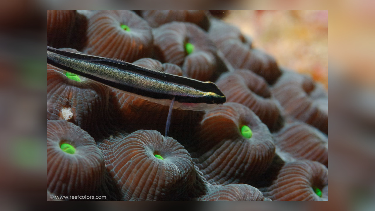 Elacatinus genie Putzergrundel