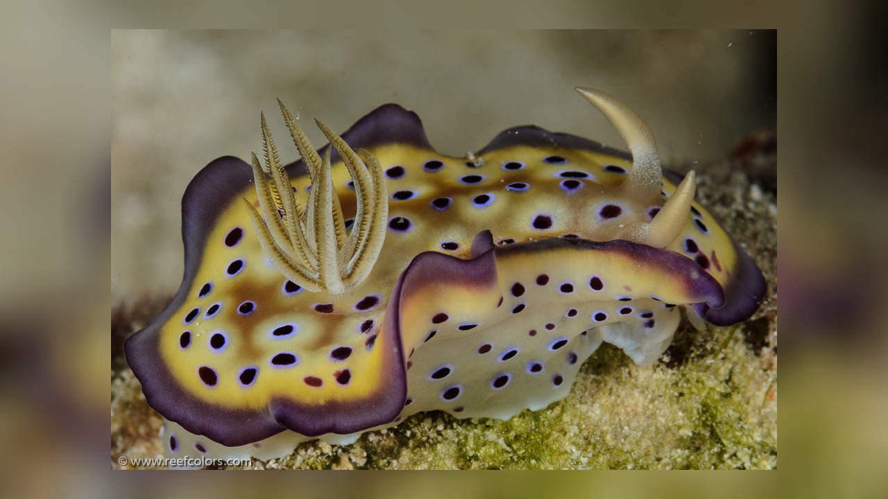 Goniobranchus kuniei Kunie's Chromodoris