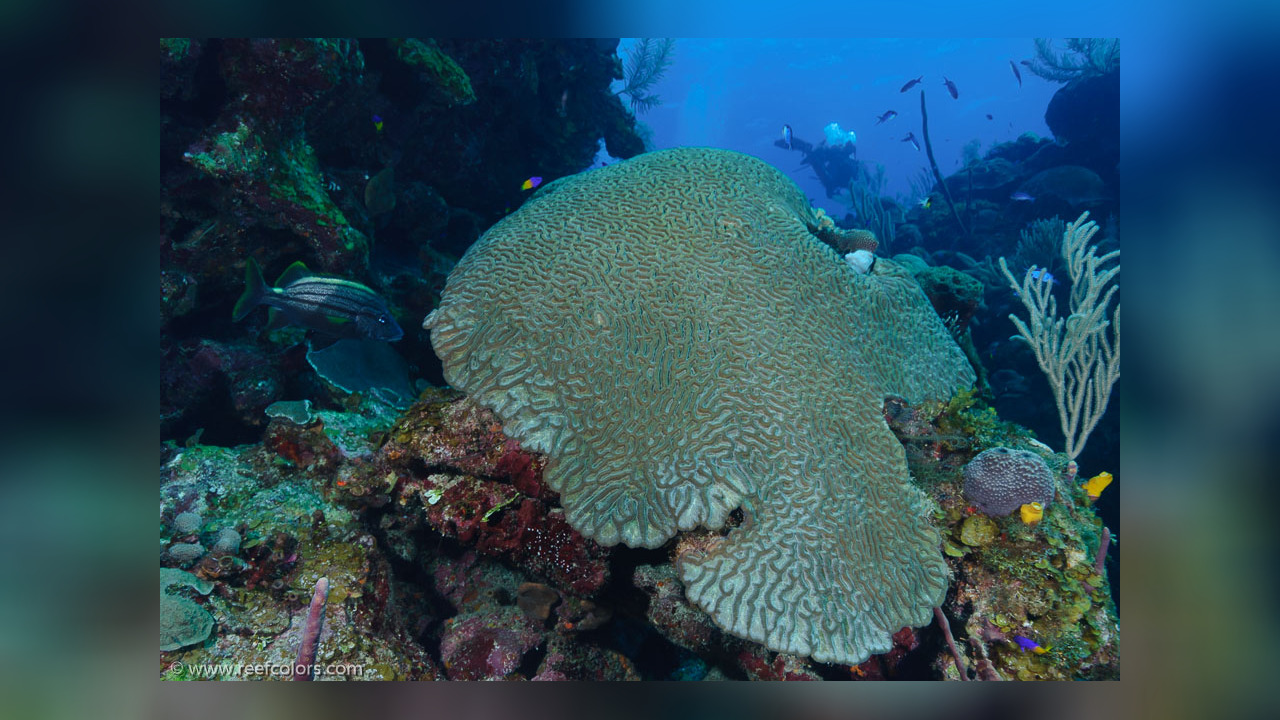 Pseudodiploria strigosa Brain coral