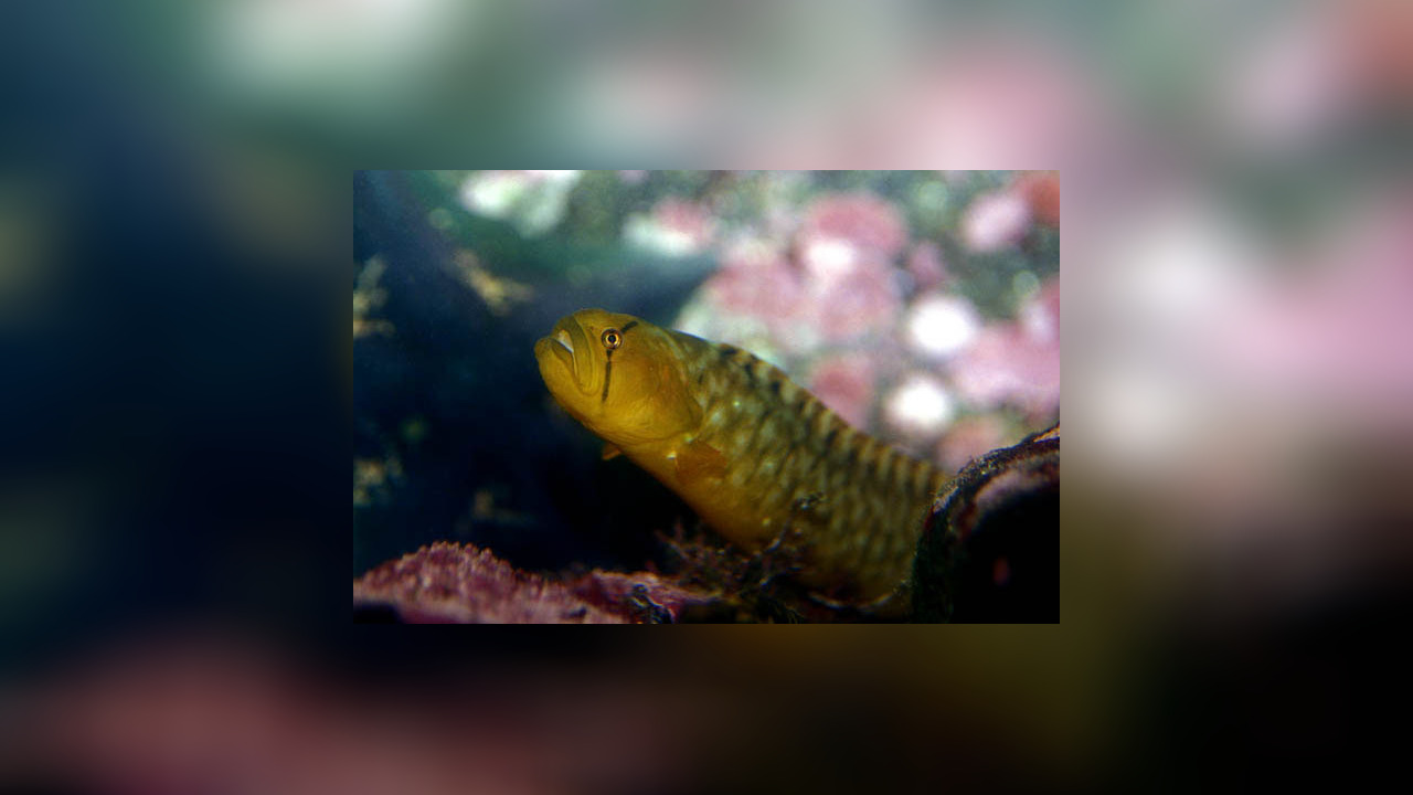 Apodichthys flavidus Gitter-Butterfisch