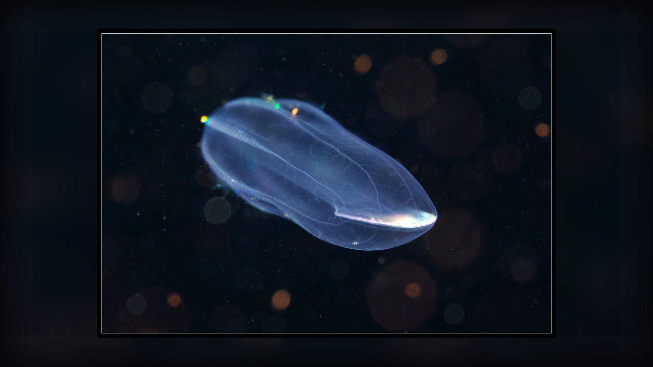 Beroe cucumis Pink slipper comb jelly