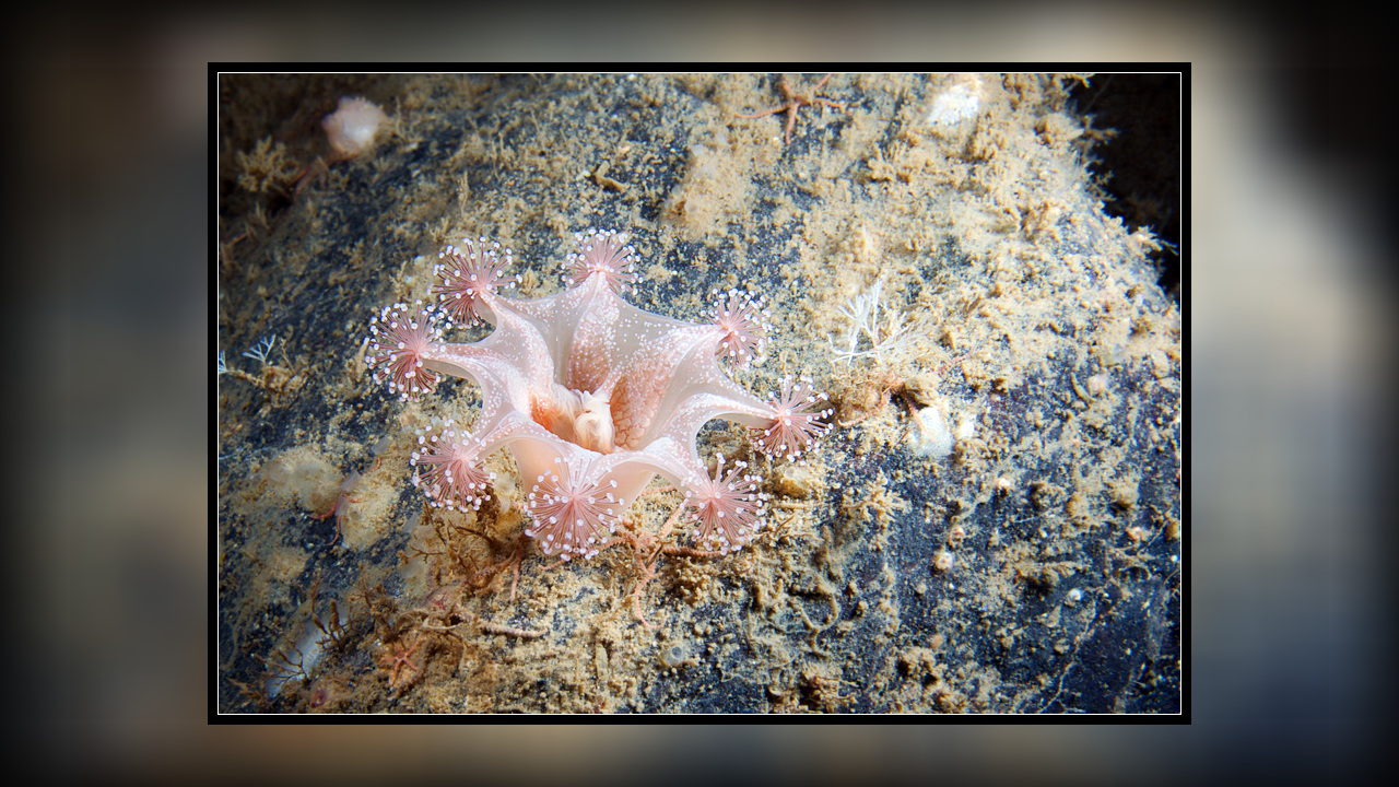 Lucernaria bathyphila Becherqualle