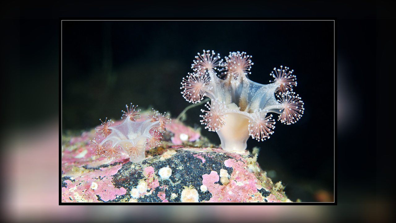 Lucernaria bathyphila Becherqualle