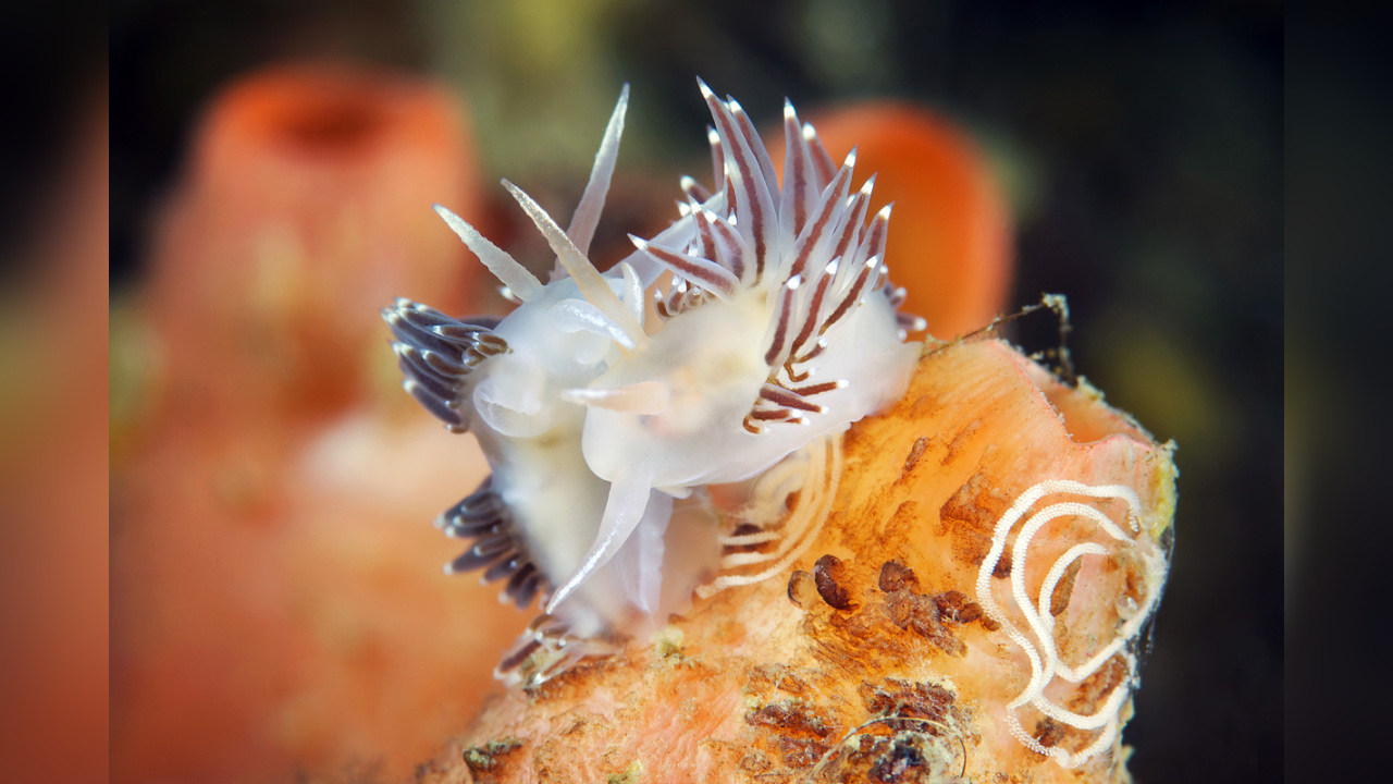 Coryphella verrucosa RedGilled Nudibranch, Redfinger aeolis , red
