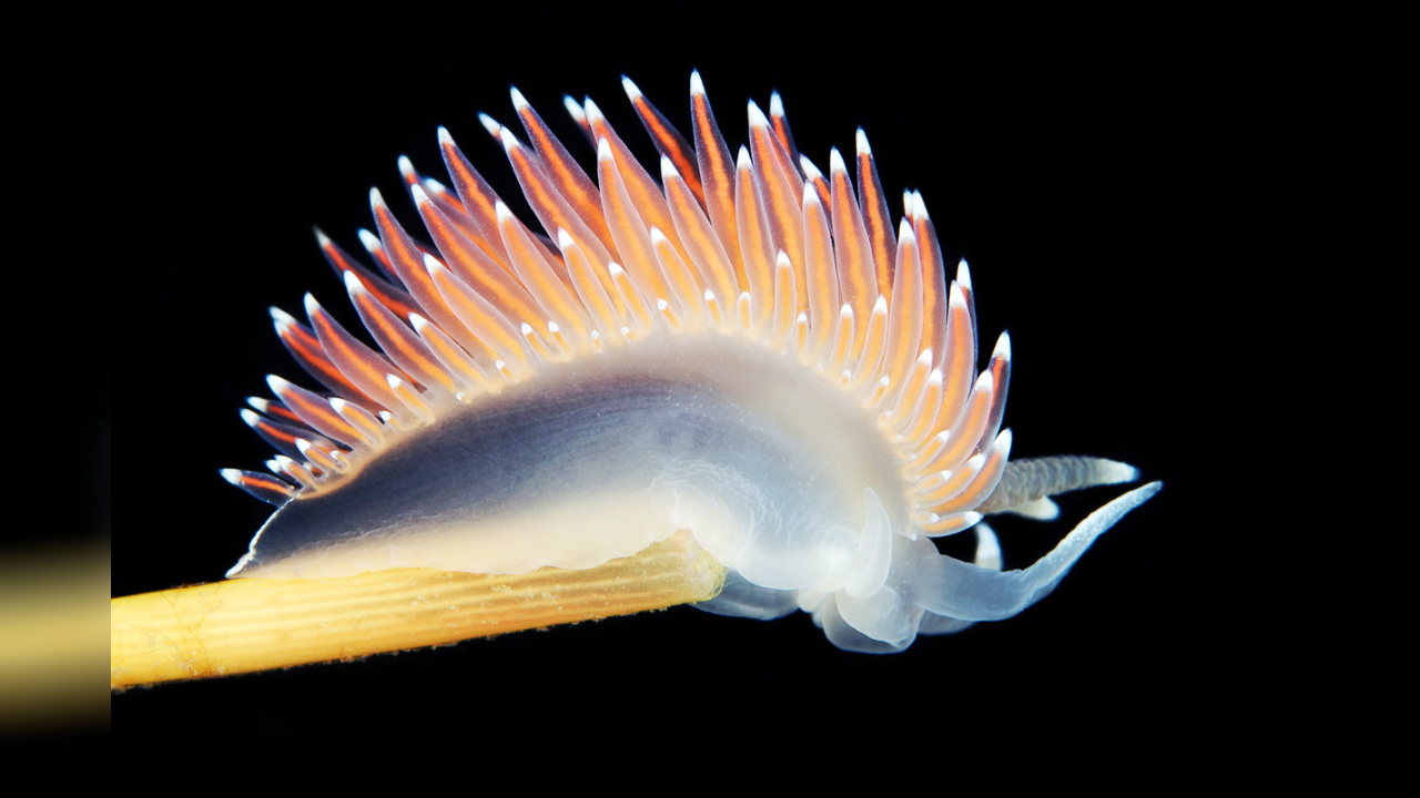 Coryphella verrucosa RedGilled Nudibranch, Redfinger aeolis , red