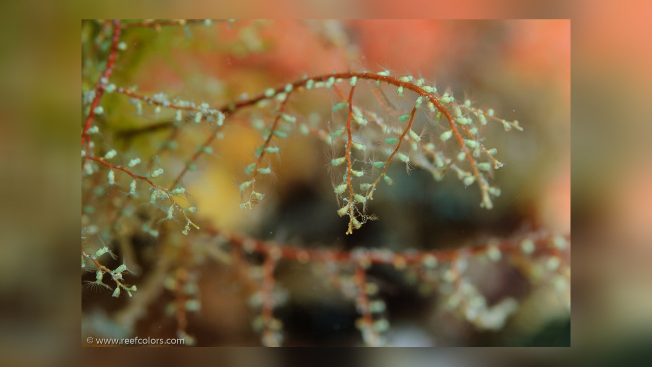 Pennaria disticha Pennaria disticha