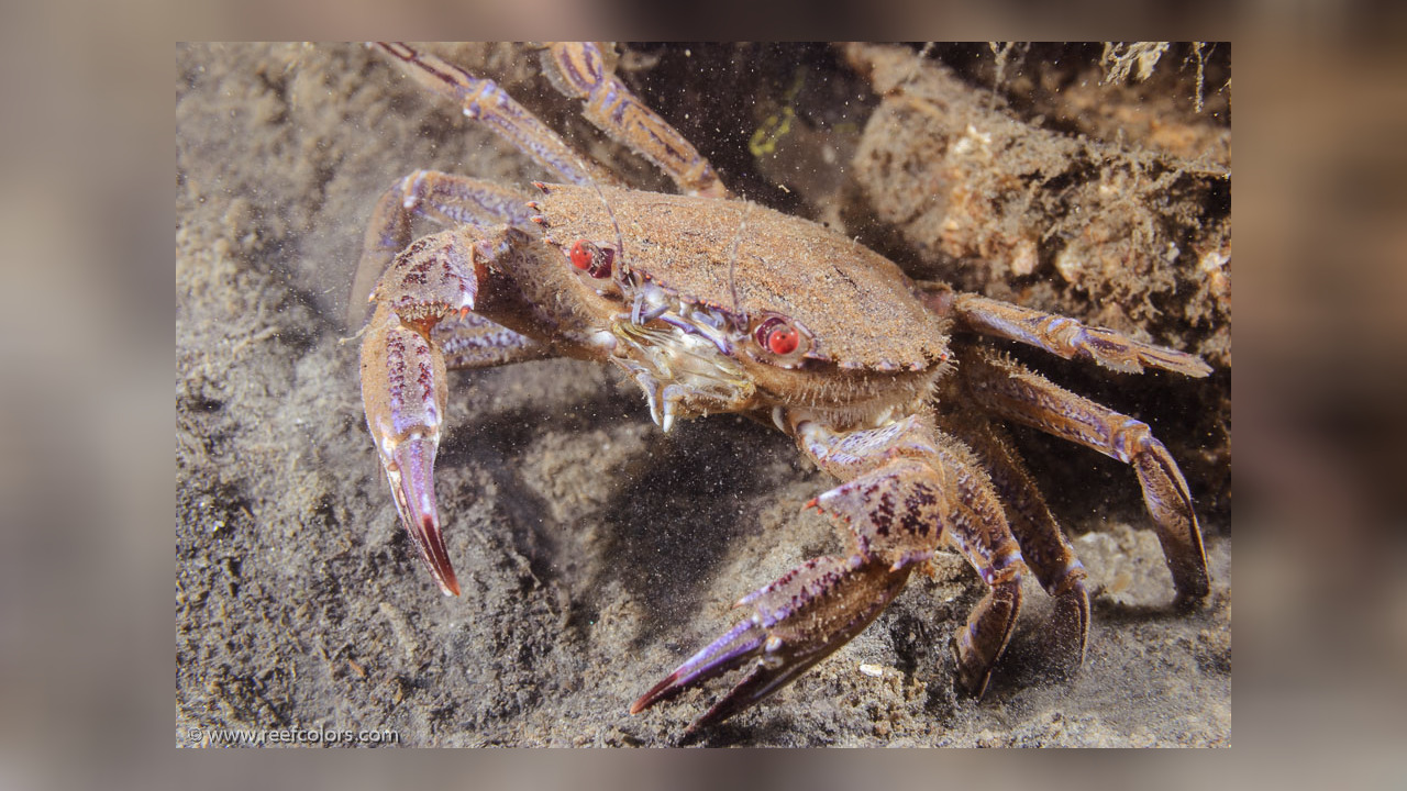 Necora puber Samtkrabbe