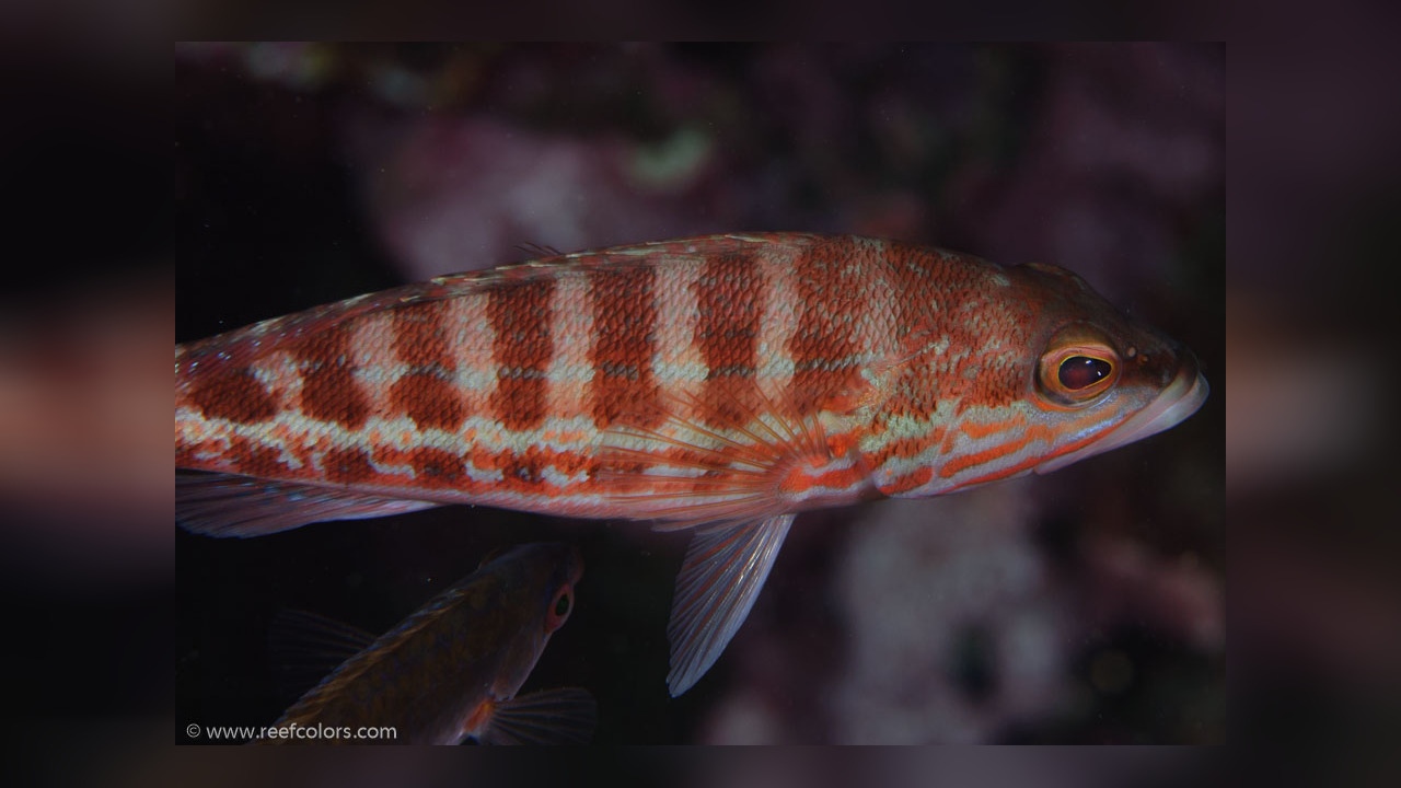 Serranus cabrilla Sägebarsch