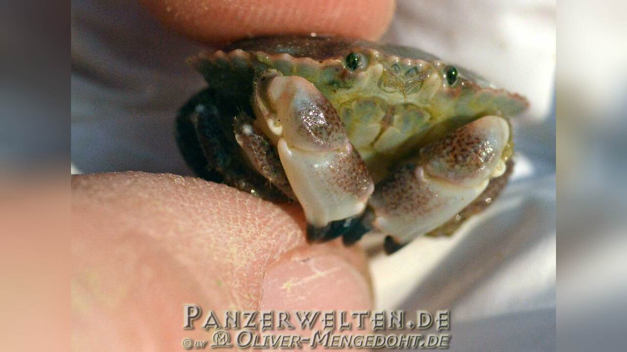 Cancer pagurus Taschenkrebs