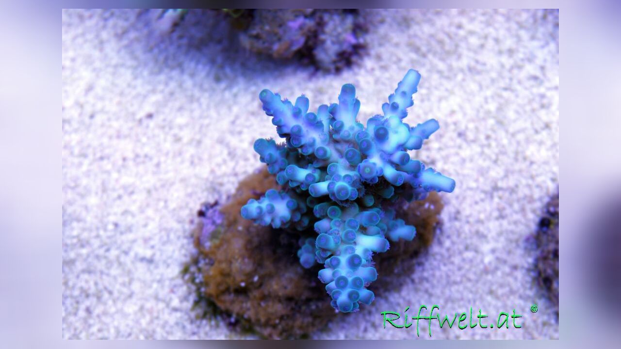 Acropora Gomezi Stoney Coral