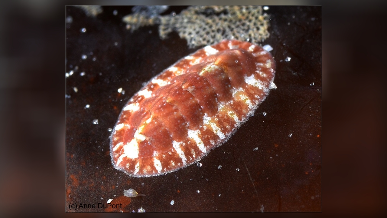 Lepidochitona liozonis Käferschnecke