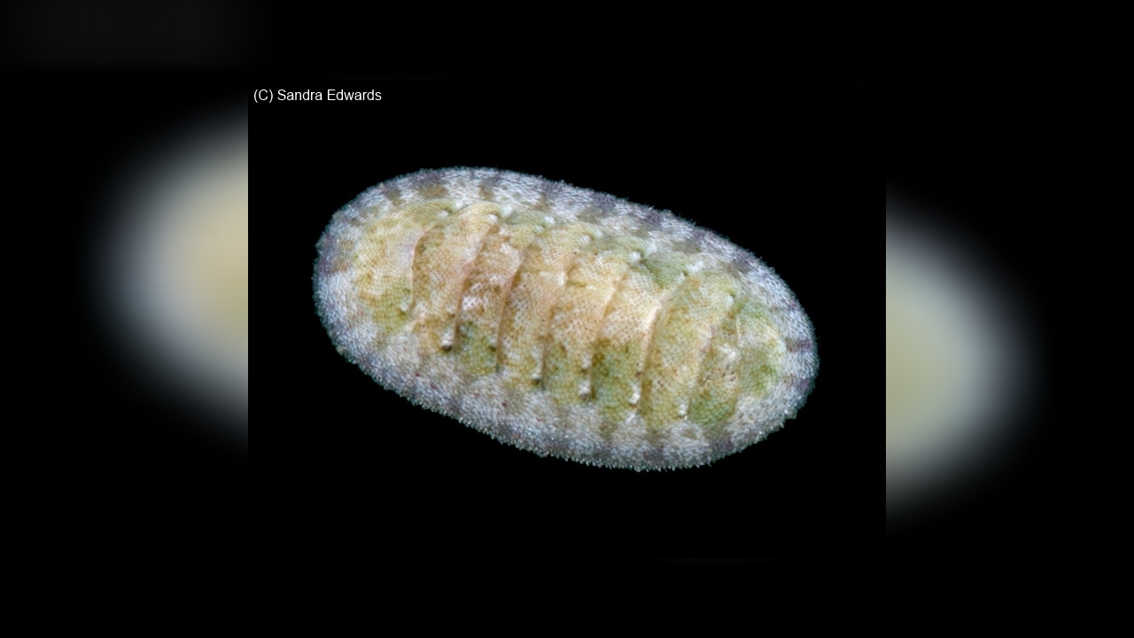 Ischnochiton papillosus Käferschnecke