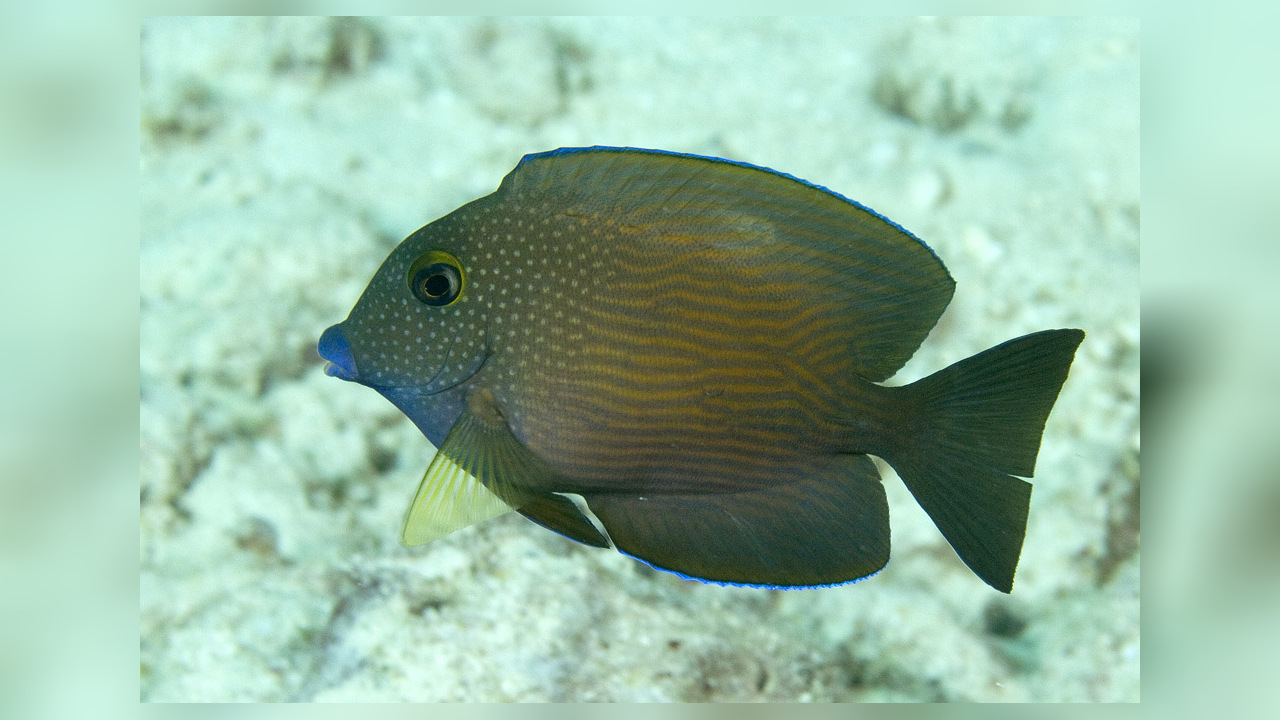 Ctenochaetus cyanocheilus BlaulippenBorstenzahndoktor