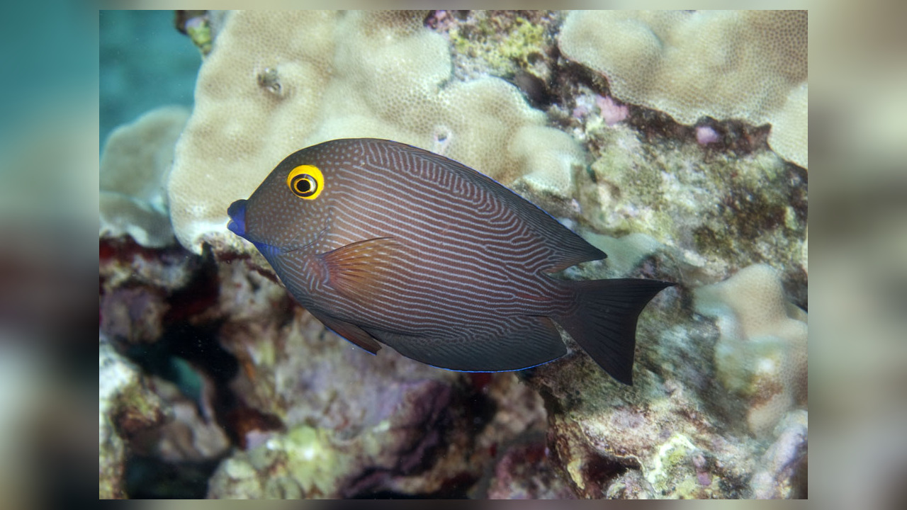 Ctenochaetus strigosus GoldringborstenzahnDoktor o. Kohle Doktor
