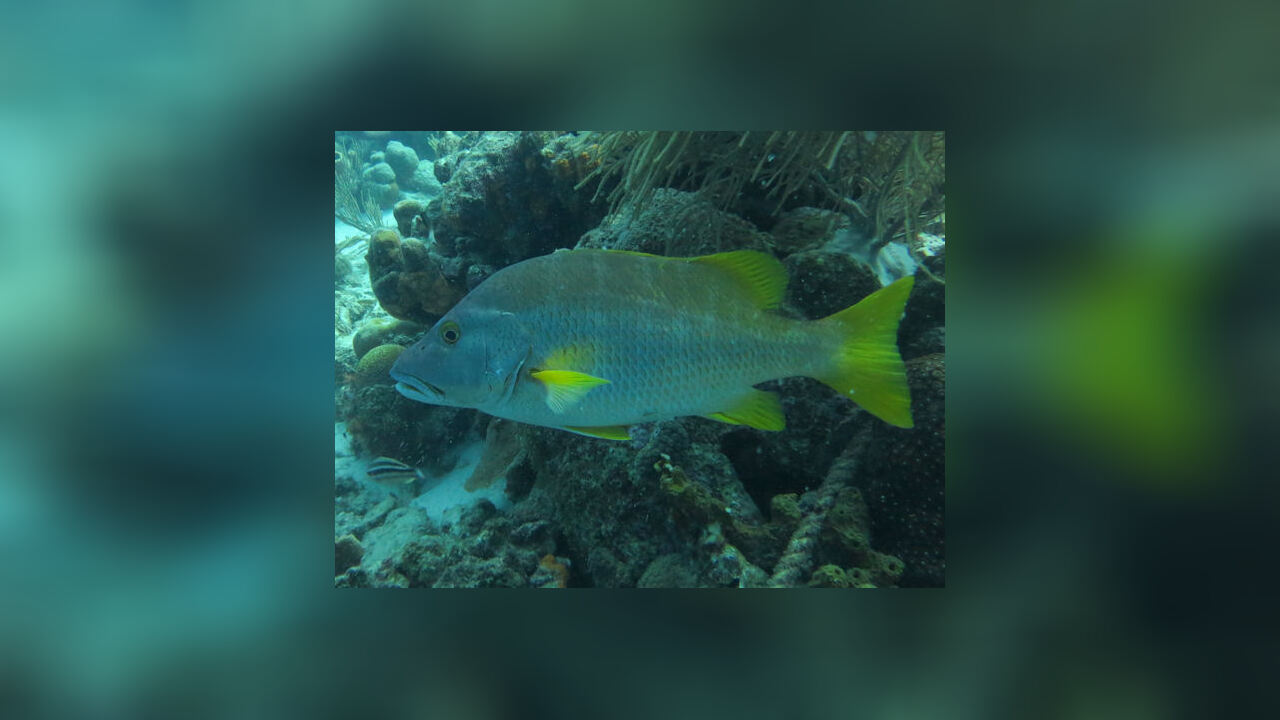 Anisotremus interruptus Langgestreckter Grunzer