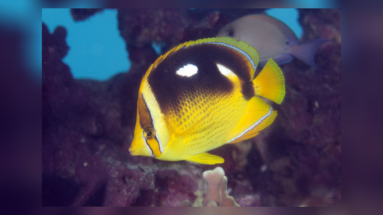 Chaetodon quadrimaculatus VierfleckenFalterfisch