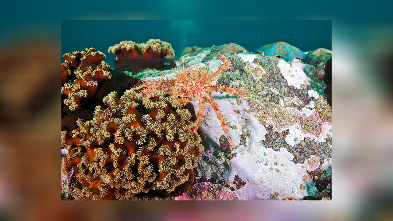 Paralithodes camtschaticus Königskrabbe, OsloKamtschatkaKrabbe