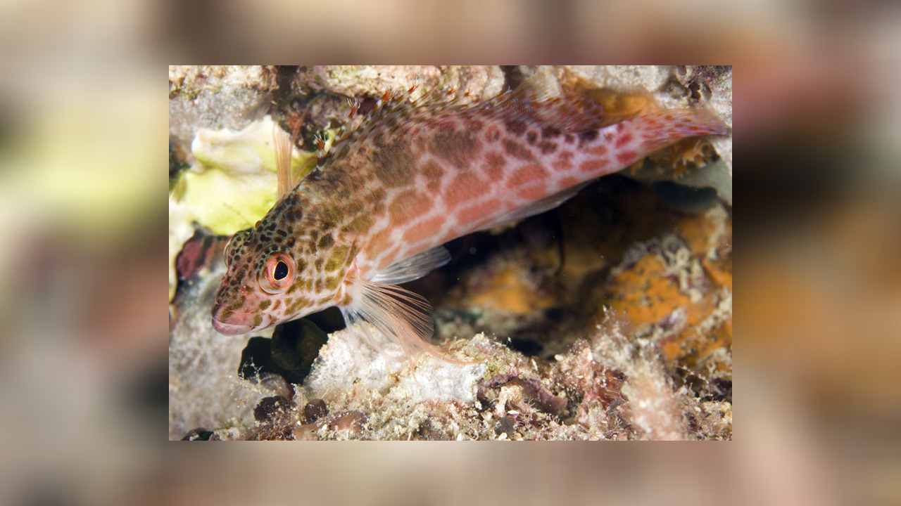 Cirrhitichthys oxycephalus Korallenwächter