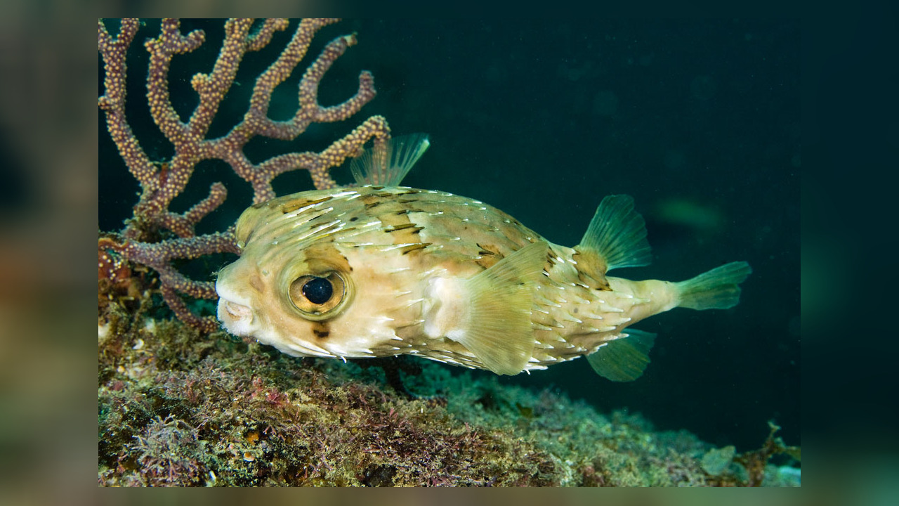 Diodon holocanthus LangstachelIgelfish