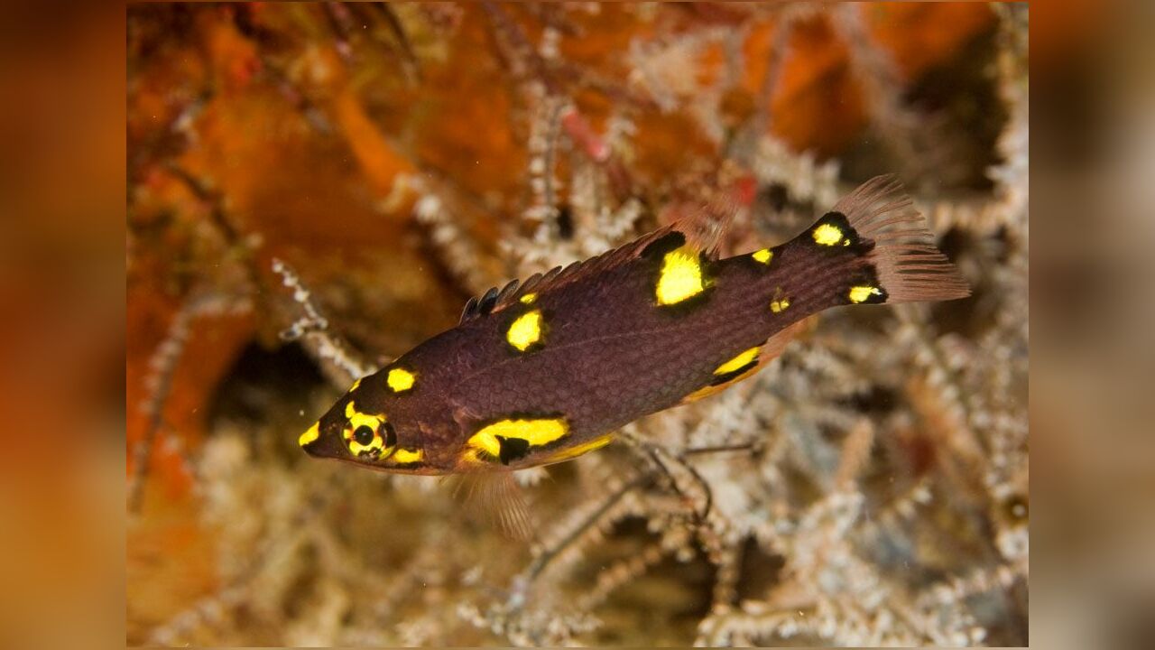 Bodianus mesothorax Blackbelt hogfish, Coral hogfish, Eclipse hogfish, Mesothorax hogfish