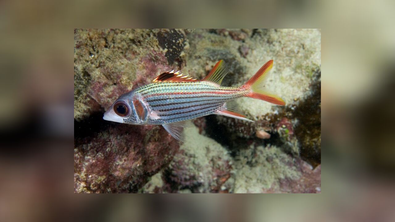 Neoniphon sammara BlutfleckHusar