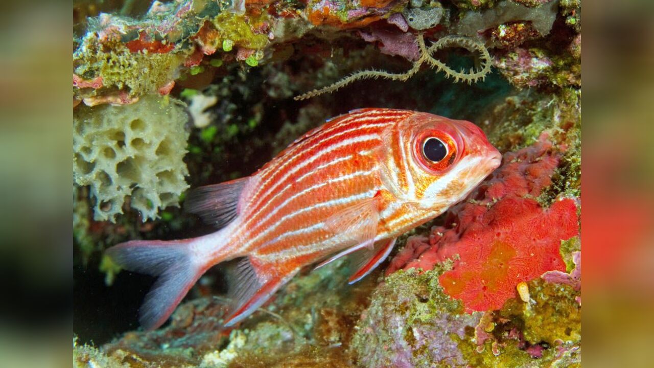 Sargocentron diadema DiademHusar