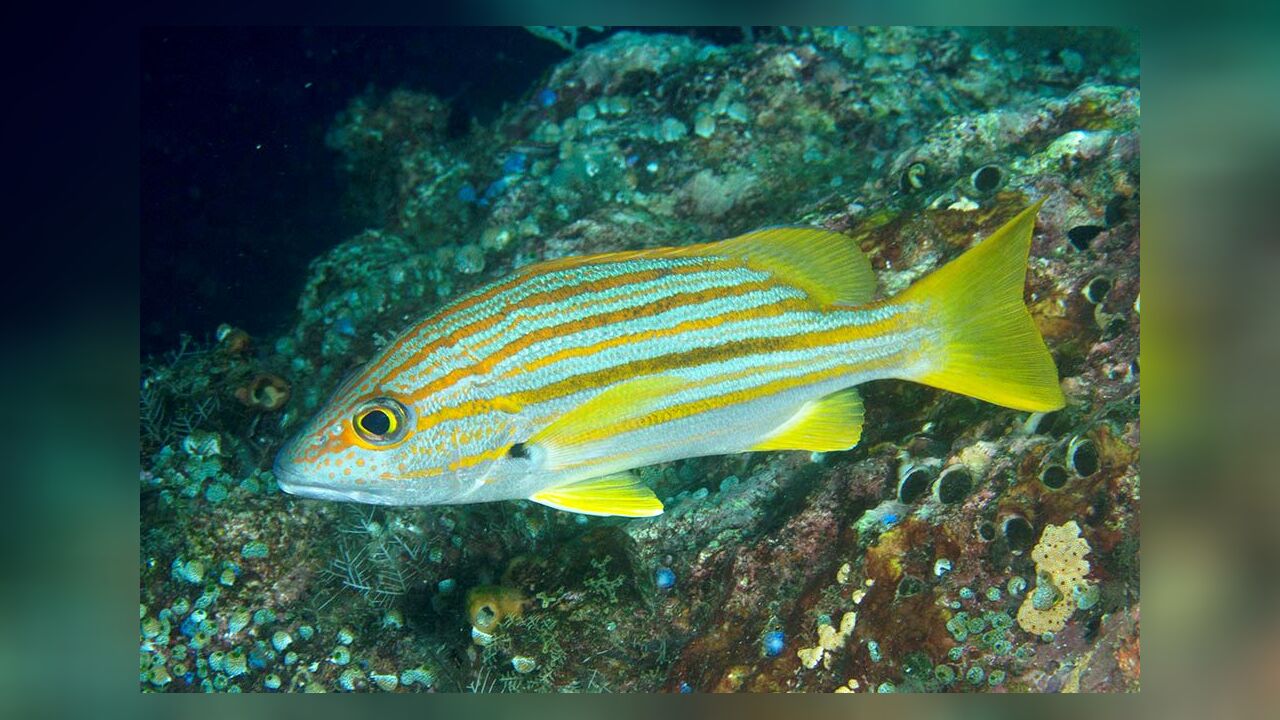 Lutjanus carponotatus GoldstreifenSuesslippe