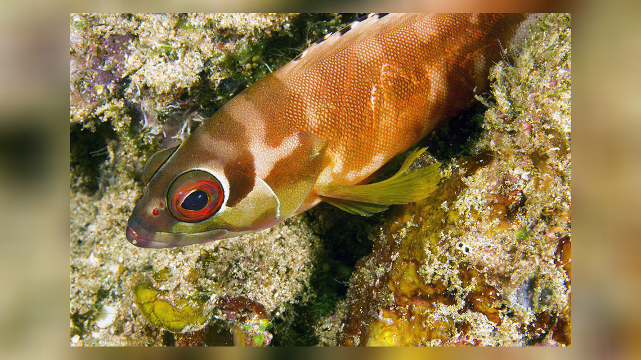 Epinephelus fasciatus Banded Reed Cod, Banded Rock Cod, Blacktip ...