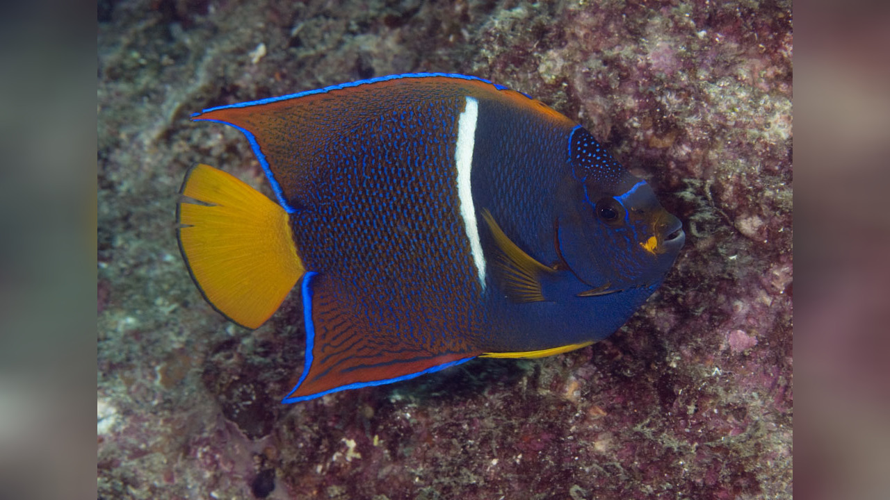 Holacanthus passer Kaiser von Mexiko