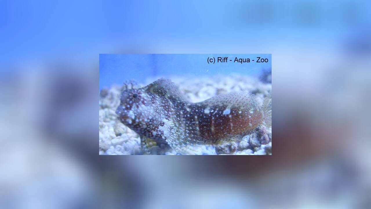 Salarias guttatus Schleimfisch