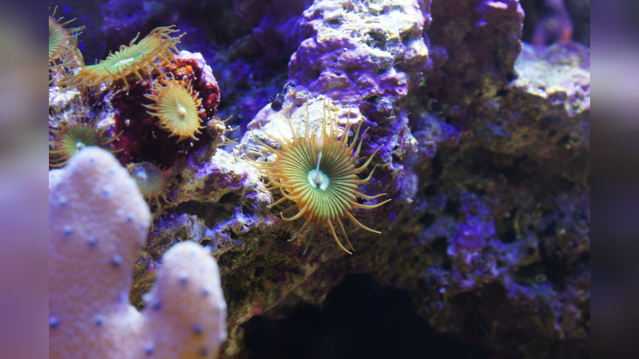 Protopalythoa sp. 05 Krustenanemone