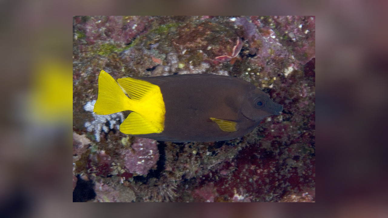 Siganus uspi Bicolored foxface