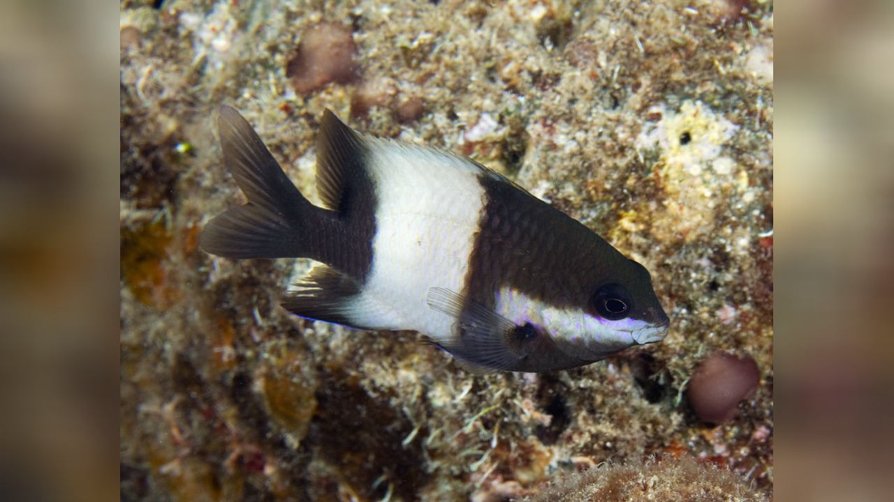 Stegastes nigricans Dusky farmerfish