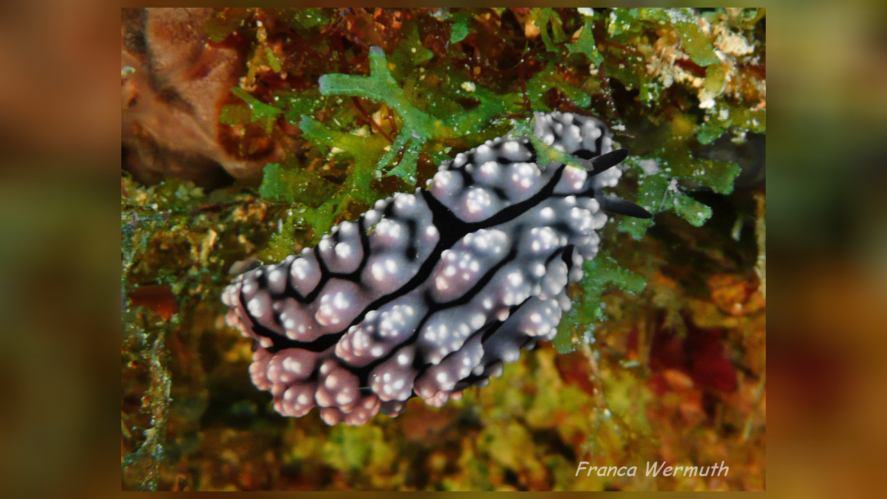 Phyllidiopsis krempfi Krempf's Phyllidiopsis