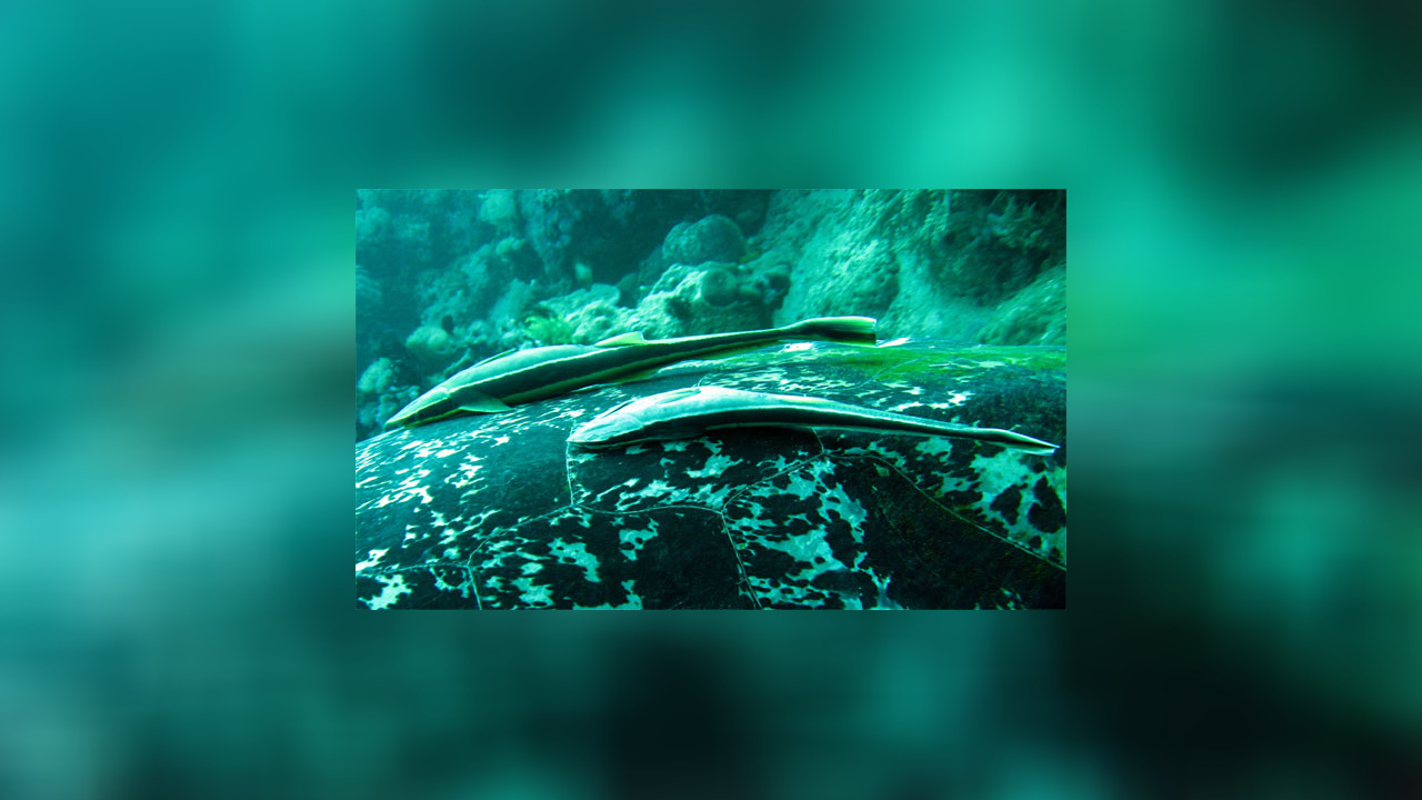 Echeneis naucrates Gestreifter Schiffshalter