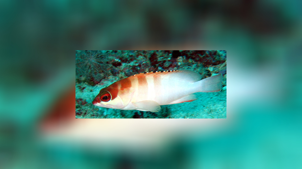 Epinephelus fasciatus Banded Reed Cod, Banded Rock Cod, Blacktip ...