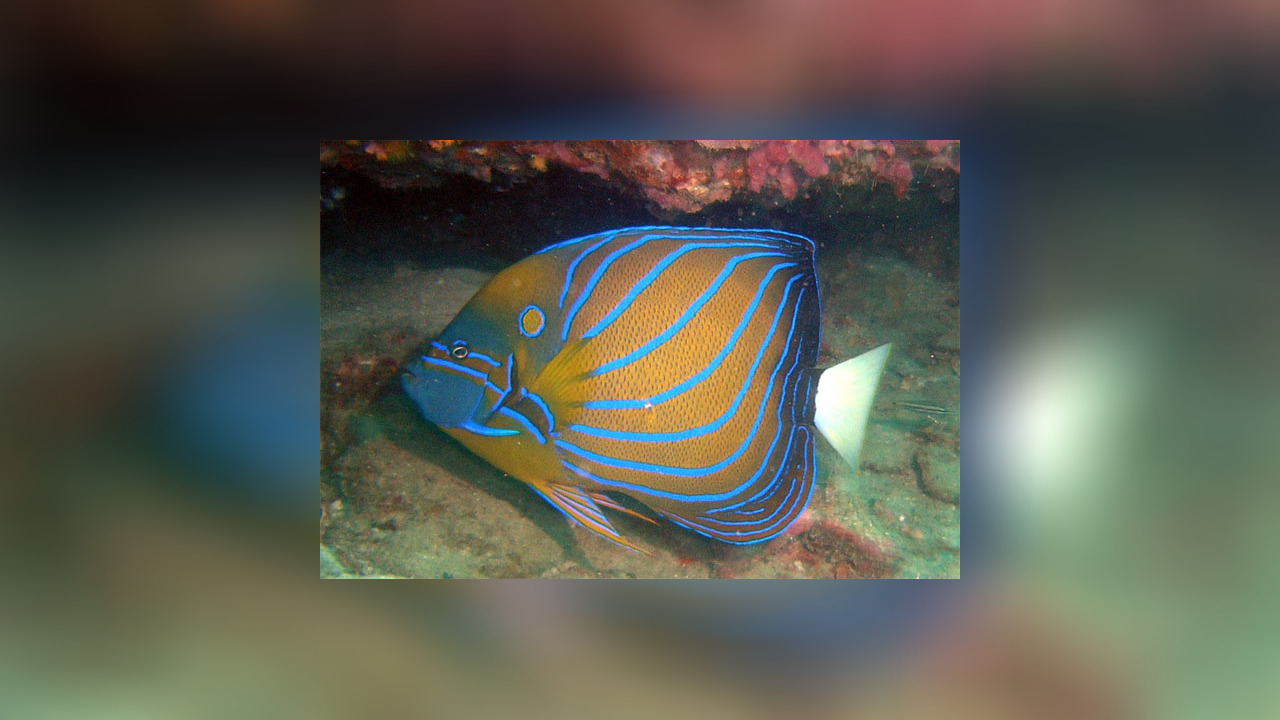 Pomacanthus annularis Ringkaiserfisch