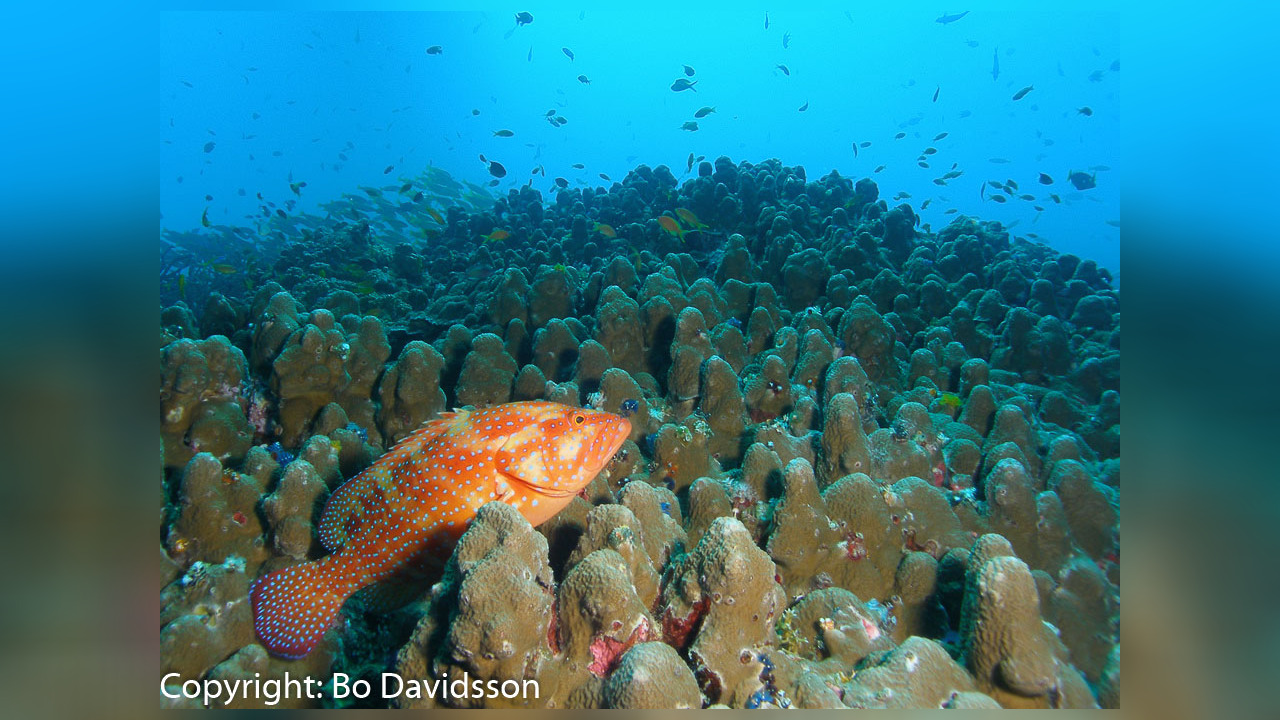 Cephalopholis sexmaculata SechsstreifenZackenbarsch