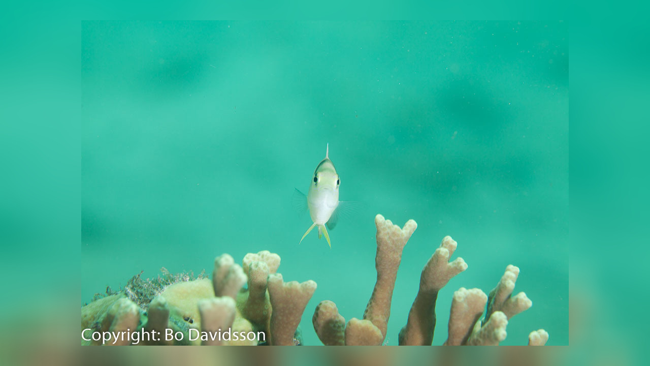 Dischistodus perspicillatus Weisser Riffbarsch