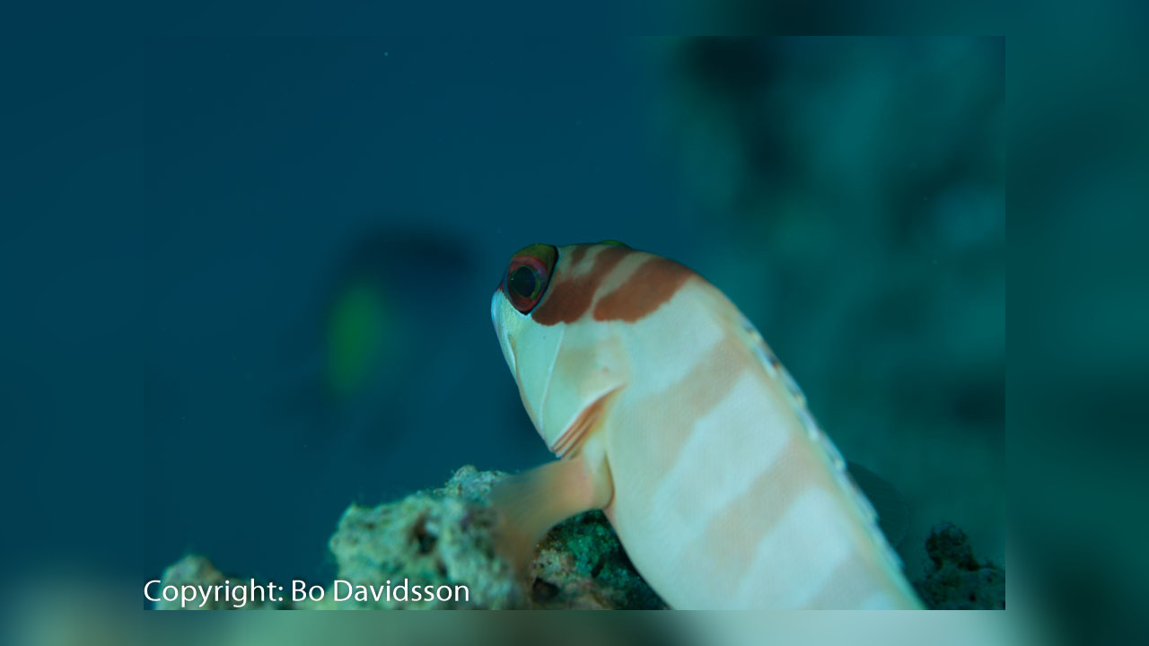 Epinephelus fasciatus Banded Reed Cod, Banded Rock Cod, Blacktip ...