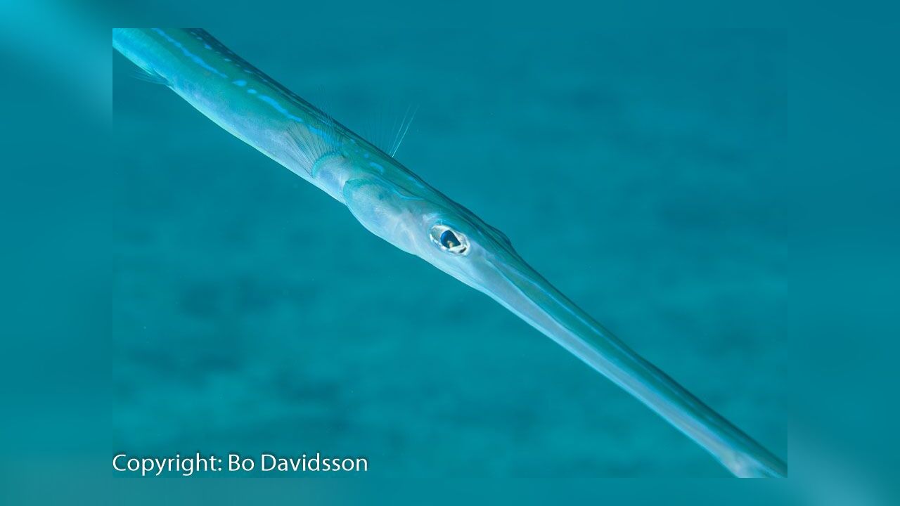 Fistularia commersonii Bluespotted Bluspotted