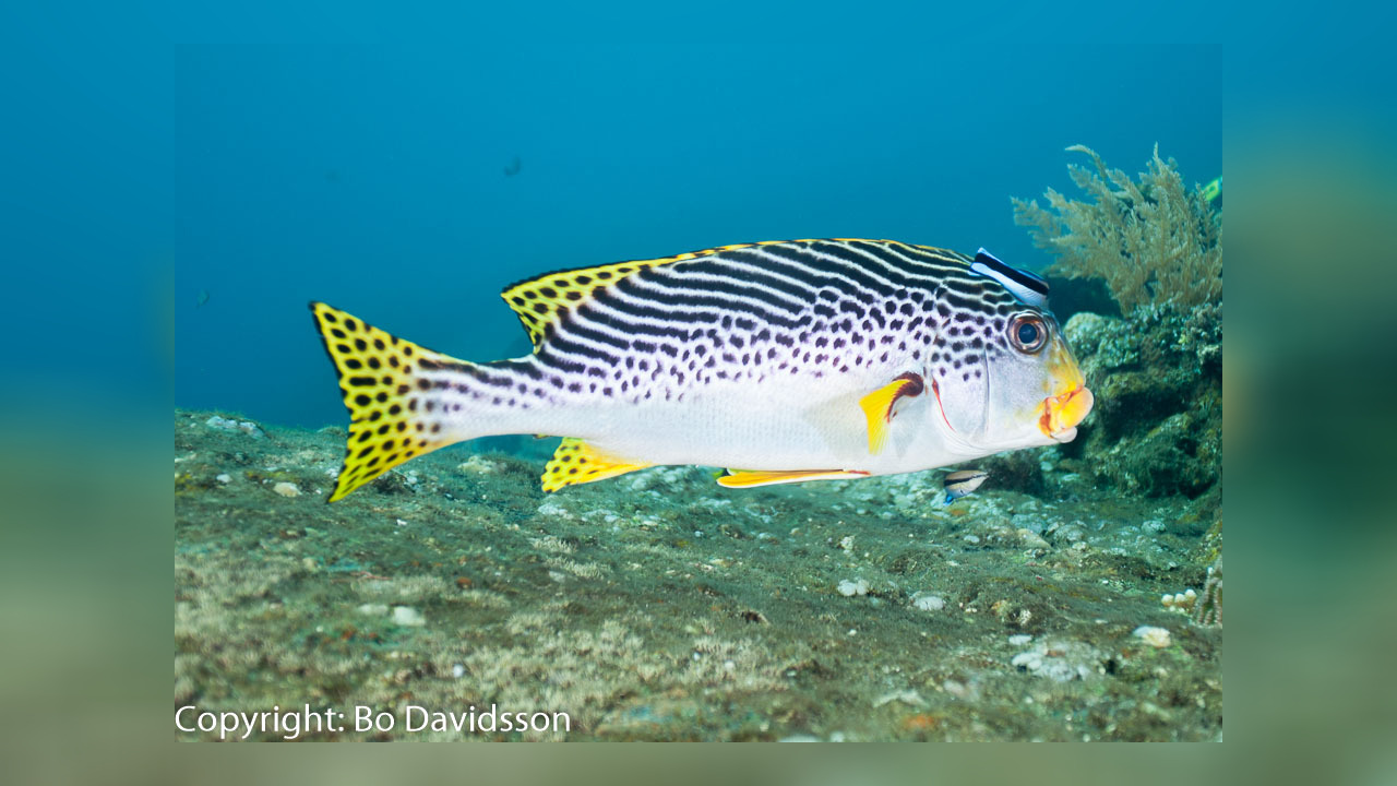 Plectorhinchus Lineatus Gelbgestreifte S sslippe plectorhinchus-lineatus-gelbgestreifte-s-sslippe