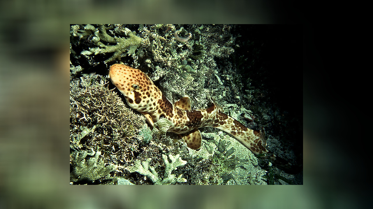 Chiloscyllium indicum Bambushai