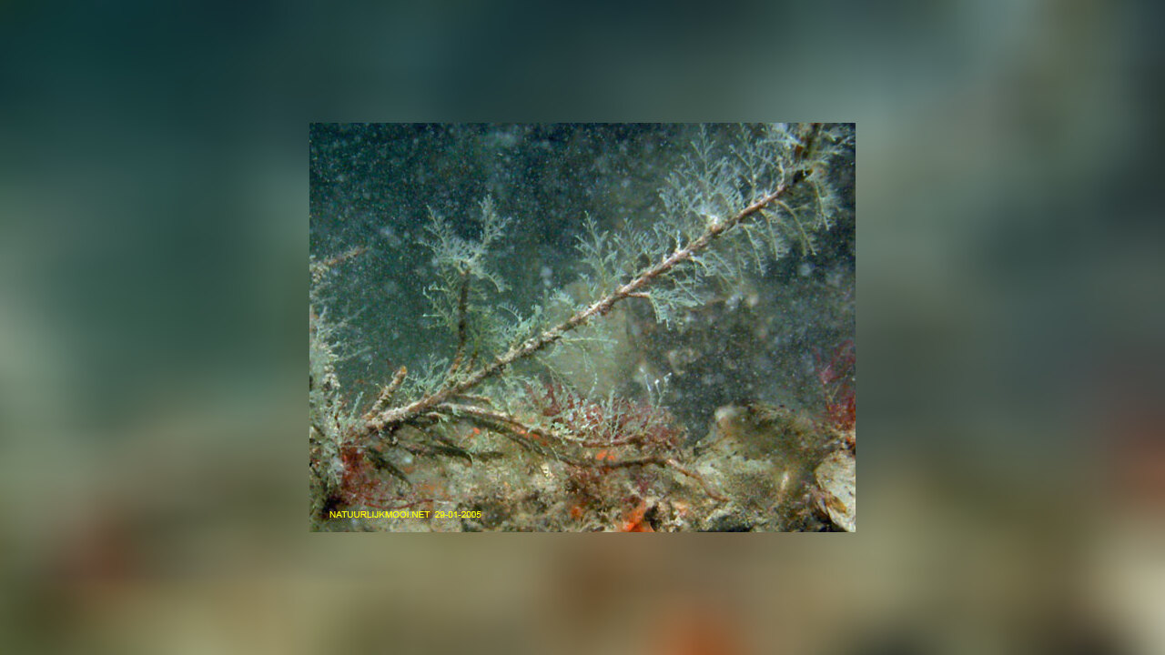 Obelia bidentata Doubletoothed hydroid, Wine Glass Hydroid